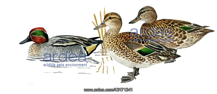 : Common Teal : Common Teal