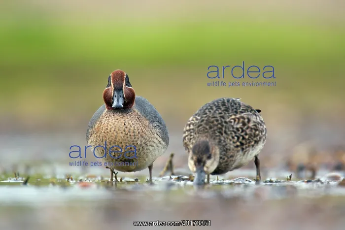 : Common Teal : Common Teal