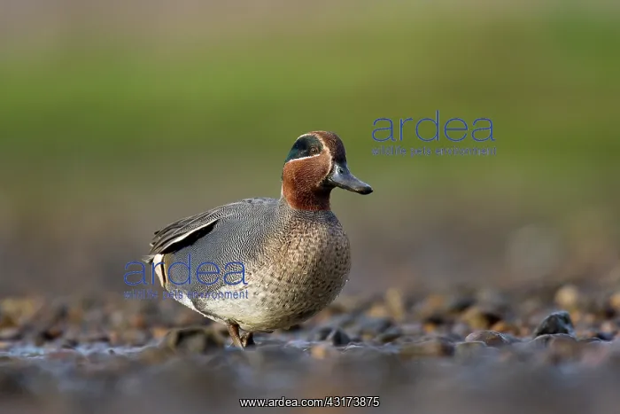 : Common Teal : Common Teal