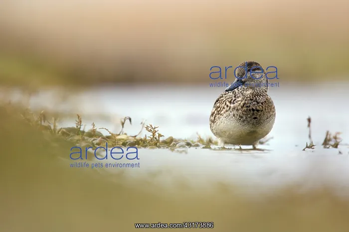: Common Teal : Common Teal