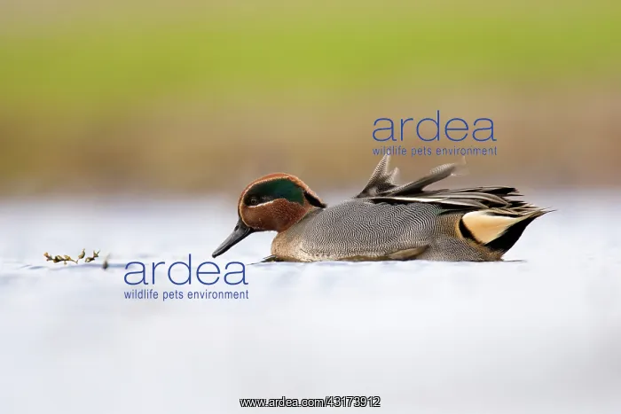 : Common Teal : Common Teal