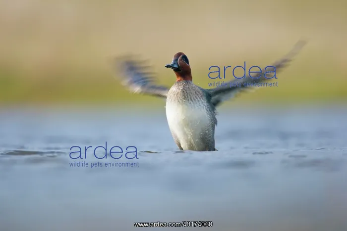 : Common Teal : Common Teal