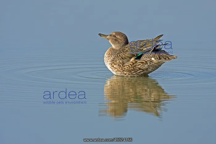 : Common Teal : Common Teal