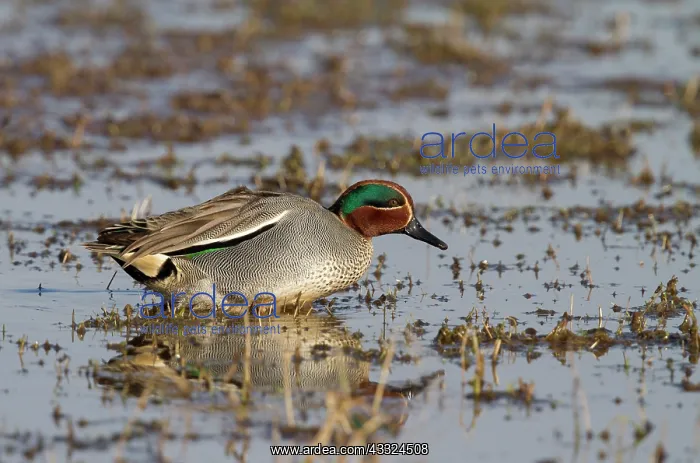 : Common Teal : Common Teal