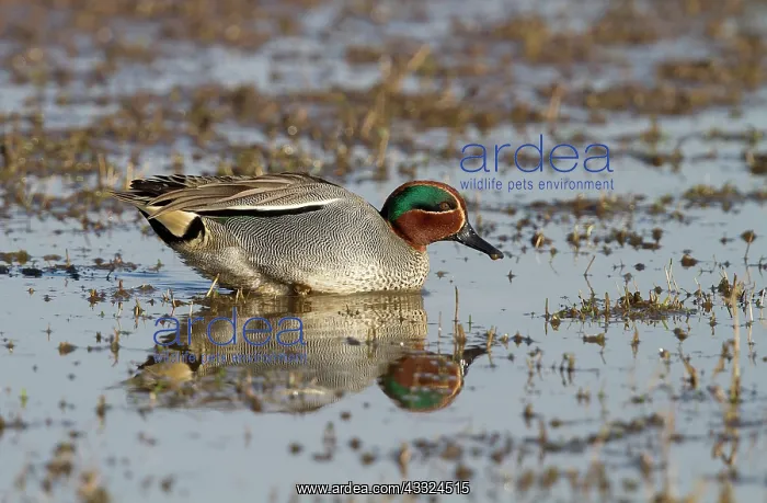: Common Teal : Common Teal