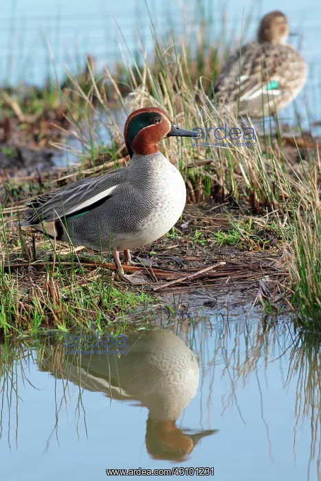 : Common Teal (Anas crecca), couple : Common Teal (Anas crecca), couple