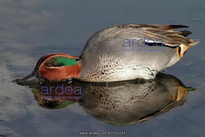 : Common Teal (Anas crecca), male : Common Teal (Anas crecca), male