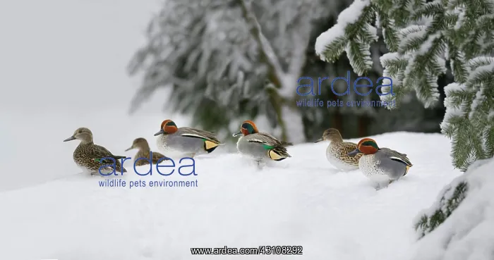 : Common Teal (Anas crecca) in the snow, Bayerischer : Common Teal (Anas crecca) in the snow, Bayerischer