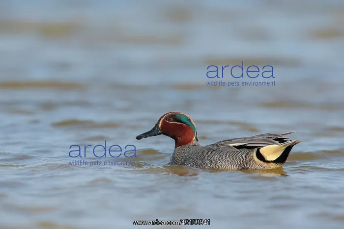 : Common Teal (Anas crecca) swimming : Common Teal (Anas crecca) swimming
