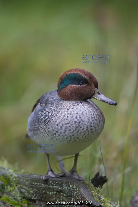 : Common Teal - drake in breeding plumage - Germany : Common Teal - drake in breeding plumage - Germany