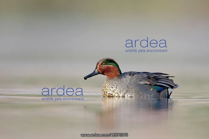 : Common Teal - drake at waterlevel : Common Teal - drake at waterlevel