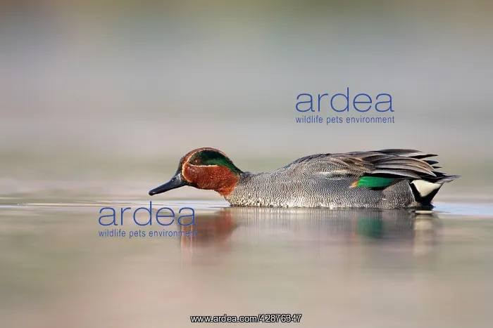 : Common Teal - drake at waterlevel : Common Teal - drake at waterlevel