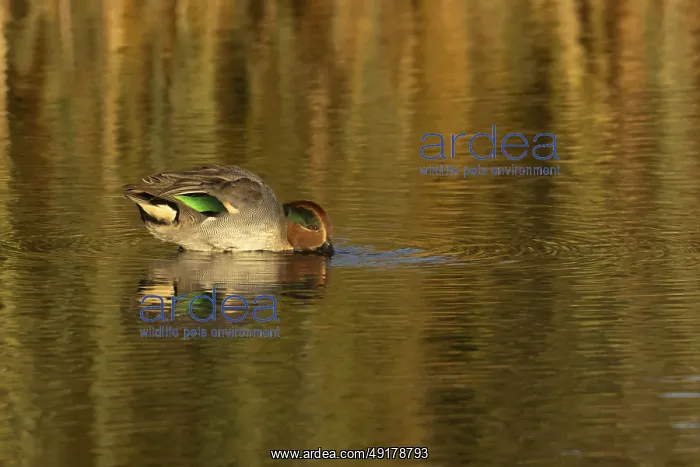 : Common teal duck (Anas crecca) adult male bird feeding in a lake : Common teal duck (Anas crecca) adult male bird feeding in a lake