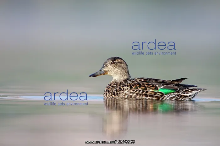 : Common Teal - female at waterlevel : Common Teal - female at waterlevel