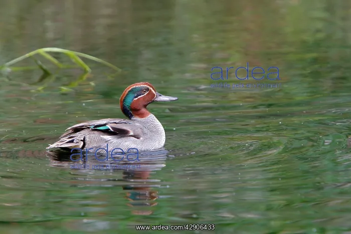: Common Teal - male in water : Common Teal - male in water
