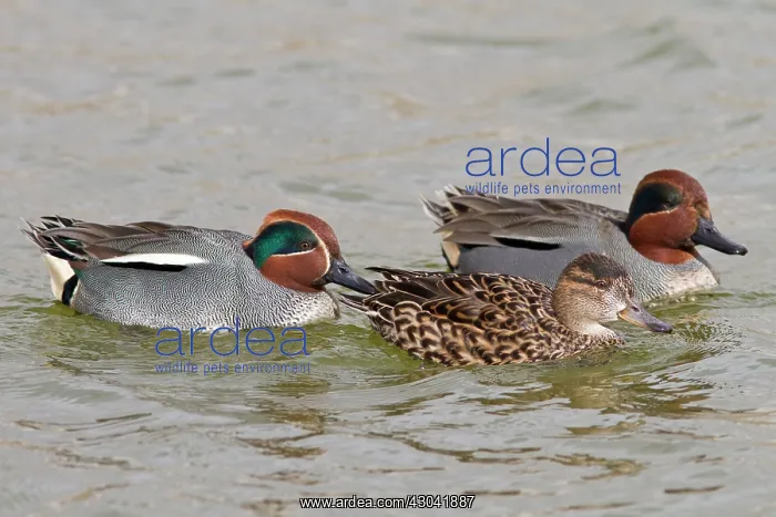 : Common Teal two males and a female (Controlled Conditions) : Common Teal two males and a female (Controlled Conditions)