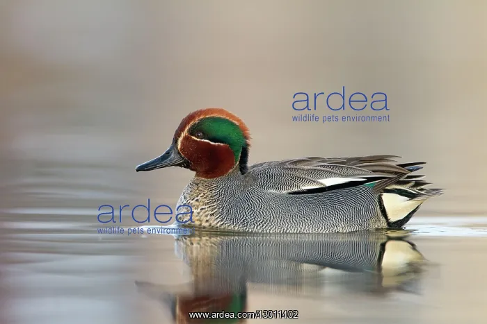 : Common Teal showing feather detail : Common Teal showing feather detail