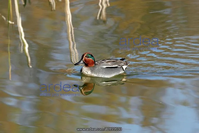 : Common Teal - in winter : Common Teal - in winter