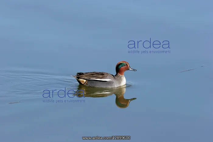  : Common Teal - in winter