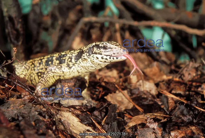 : Common Tegu LIZARD : Common Tegu LIZARD