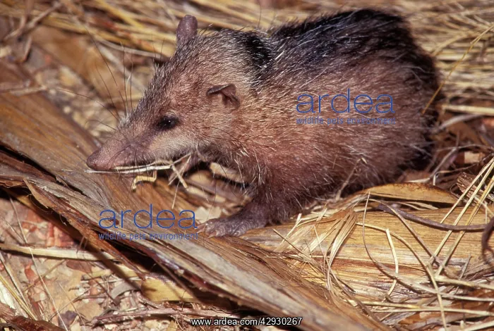 : Common Tenrec - on wood : Common Tenrec - on wood