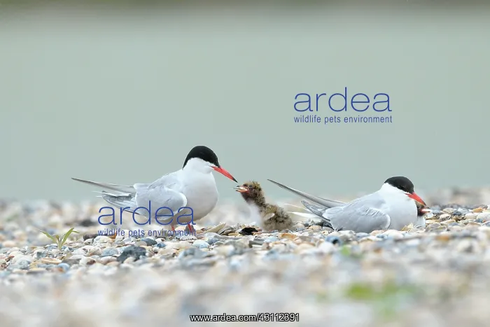 : Common Tern : Common Tern