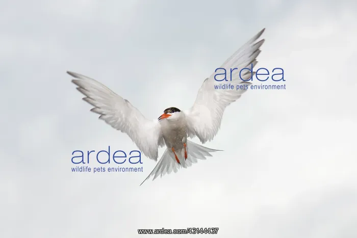 : Common Tern : Common Tern