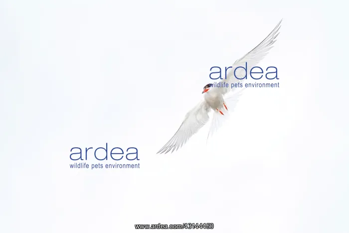 : Common Tern : Common Tern