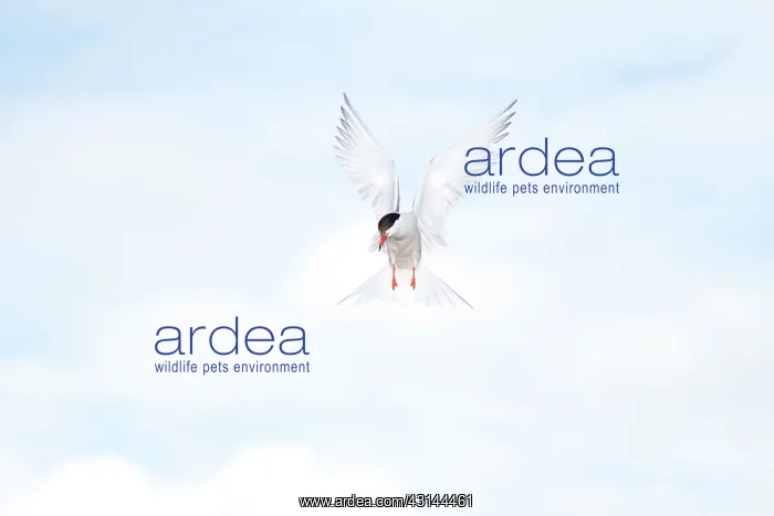 : Common Tern : Common Tern