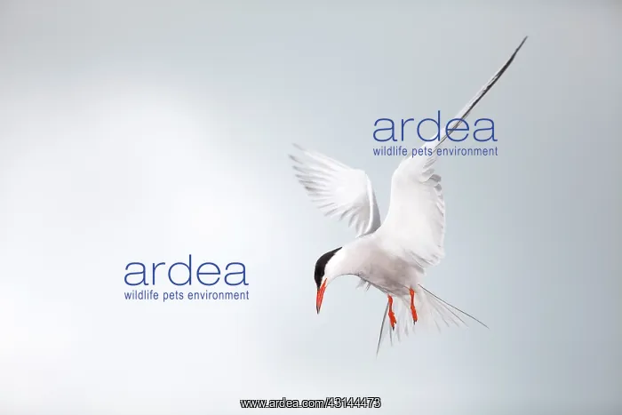 : Common Tern : Common Tern