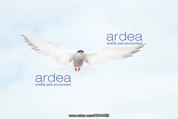 : Common Tern : Common Tern
