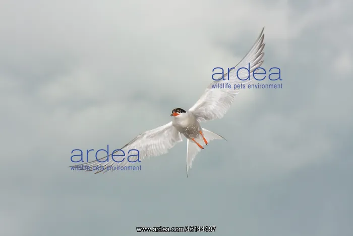 : Common Tern : Common Tern