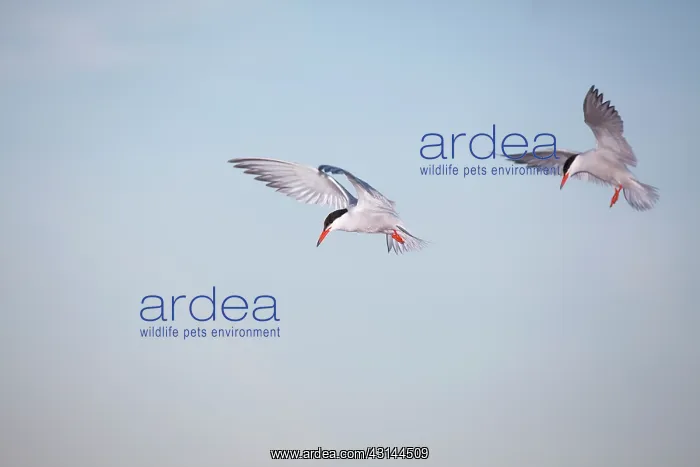 : Common Tern : Common Tern