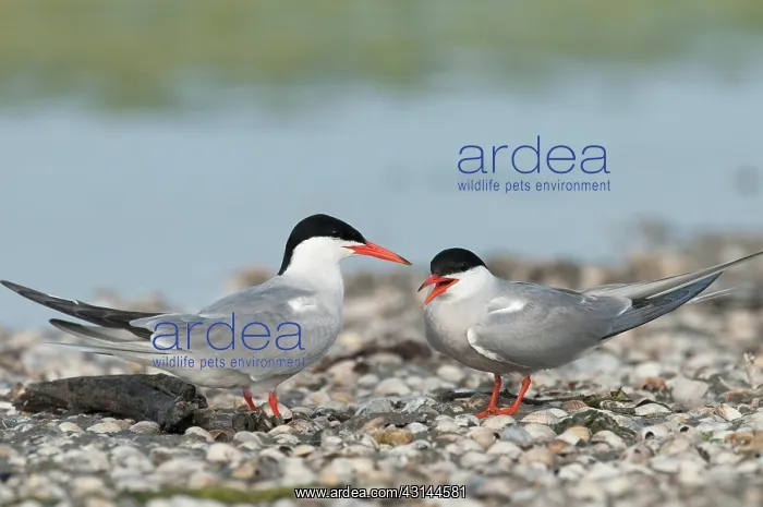 : Common Tern : Common Tern