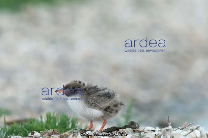 : Common Tern : Common Tern