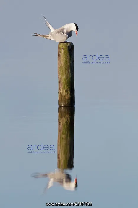: Common Tern : Common Tern