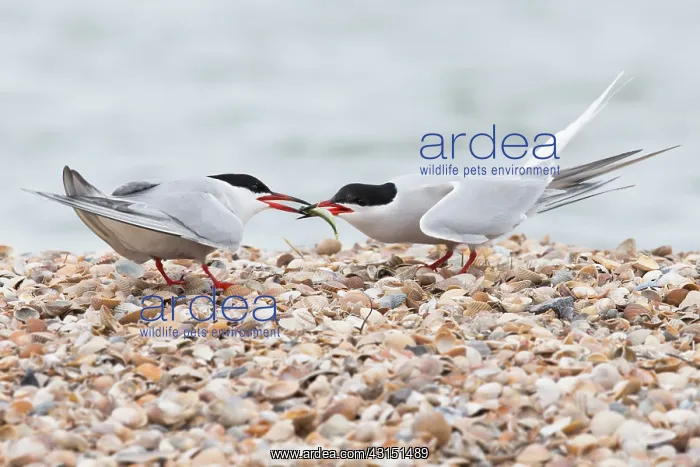 : Common Tern : Common Tern