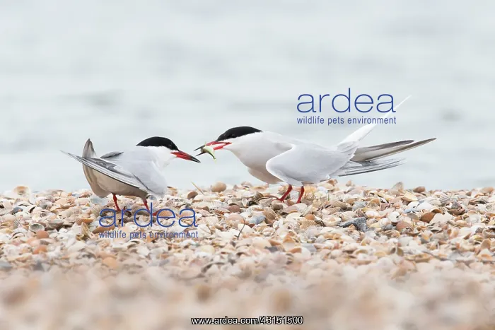 : Common Tern : Common Tern