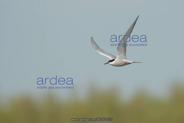 : Common Tern : Common Tern