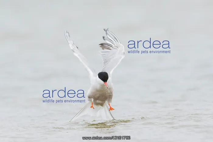 : Common Tern : Common Tern