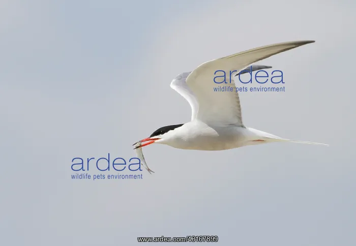 : Common Tern : Common Tern