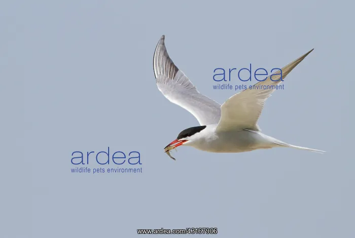 : Common Tern : Common Tern