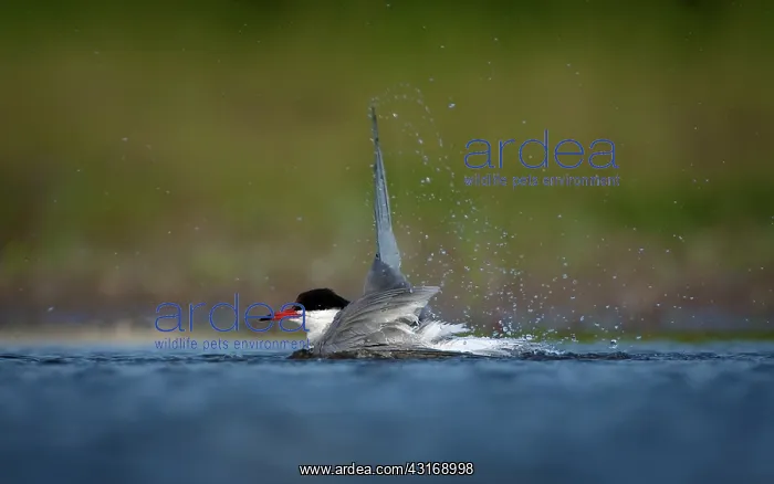 : Common Tern : Common Tern