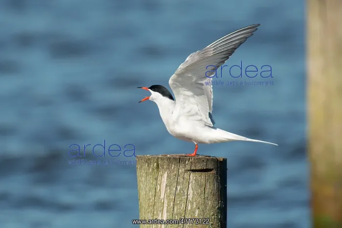 : Common Tern : Common Tern