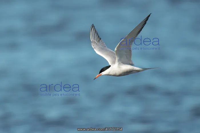 : Common Tern : Common Tern
