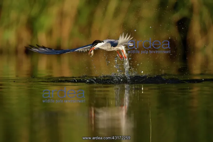 : Common Tern : Common Tern