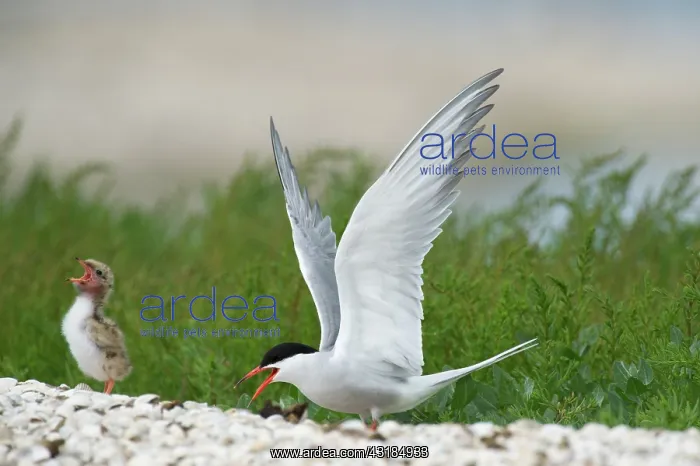 : Common Tern : Common Tern