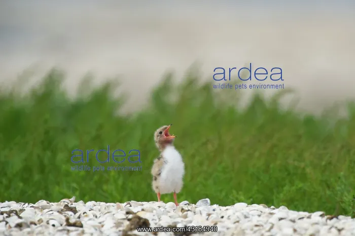 : Common Tern : Common Tern