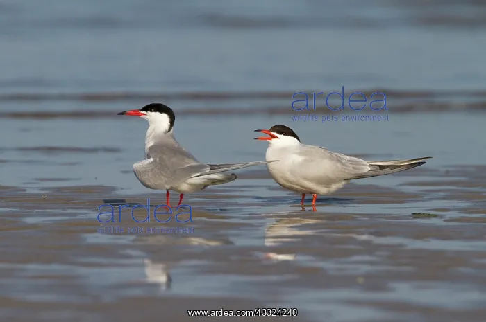 : Common Tern : Common Tern