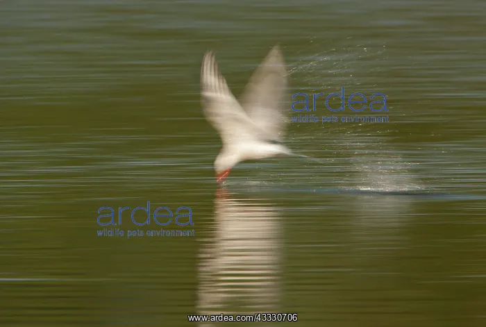 : Common Tern : Common Tern